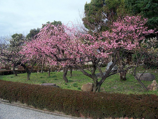 Chateau Nijo - Sakuras en fleur