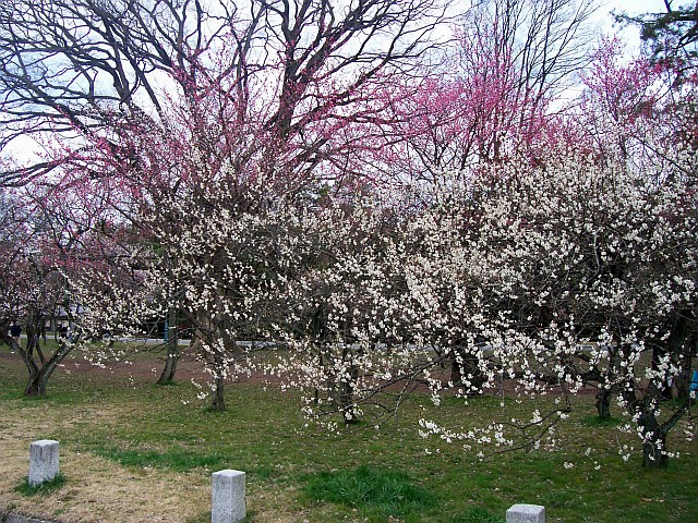 Parc impérial - Sakuras