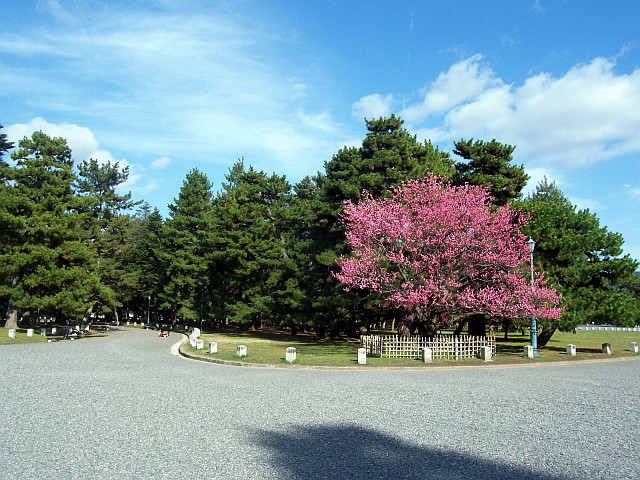 Imperial palace - Park