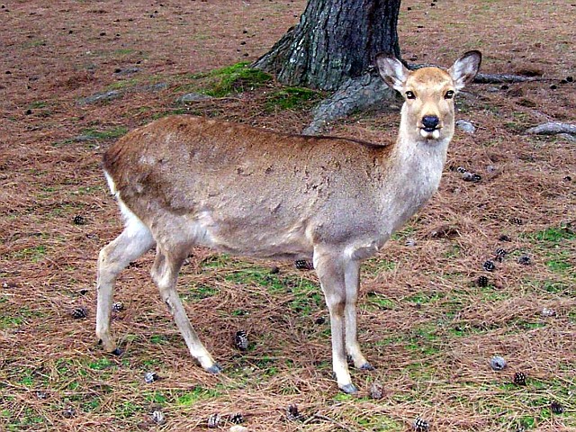 Nara park - Deer