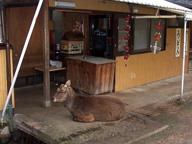Nara Park - Deer in front of a house