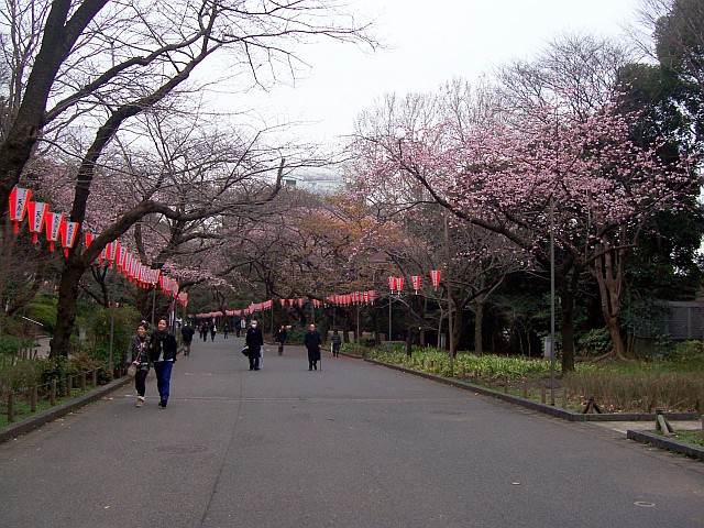 Parc Ueno - L'une des allées du parc