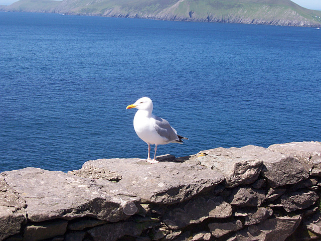 Dingle peninsula - Slea head with gull (view 6)