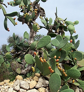 Cactus et figues de barbarie