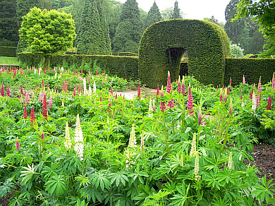 Entrance of the maze behind lupins