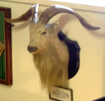 Cardiff castle - Ram, symbol of a regiment of royal guards