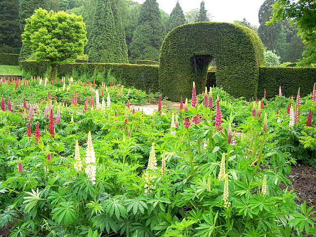 Chatsworth house - Entrance of the maze behind lupins