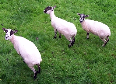 Chatsworth house - Sheeps