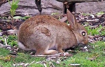 Edinburgh castle - Rabbit