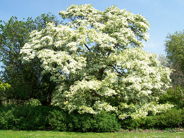 Kew gardens - Arbre en fleurs (fleurs blanches)