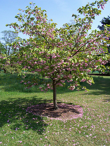 Kew gardens - Tree in blossom (pink)