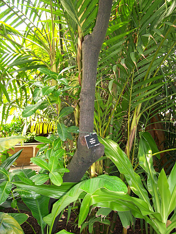 Kew gardens - Bois d'ébène