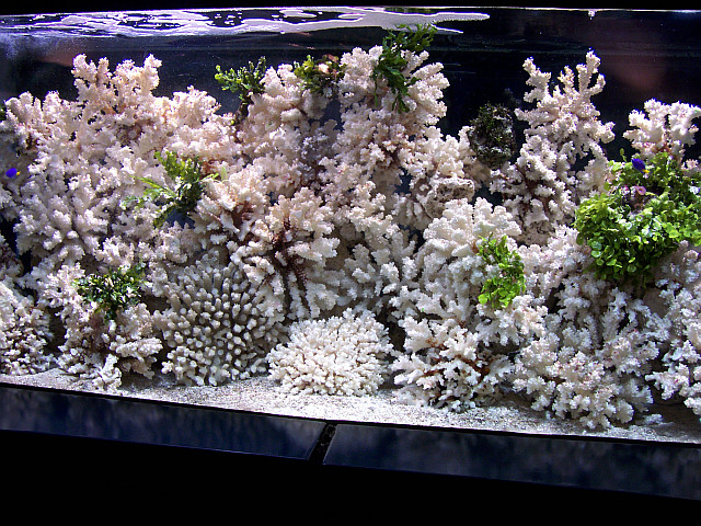 Kew gardens - Corals