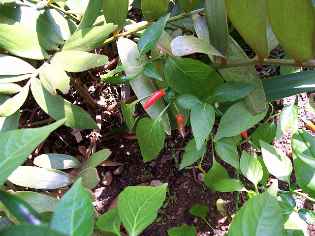 Kew gardens - Red ornamental pepper