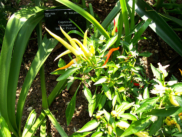 Kew gardens - Piments oranges d'ornement