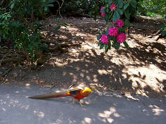 Kew gardens - Golden pheasant in the path
