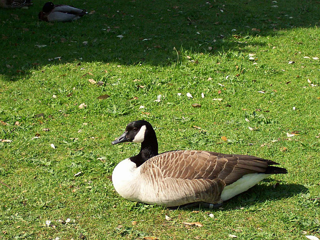 Kew gardens - Duck