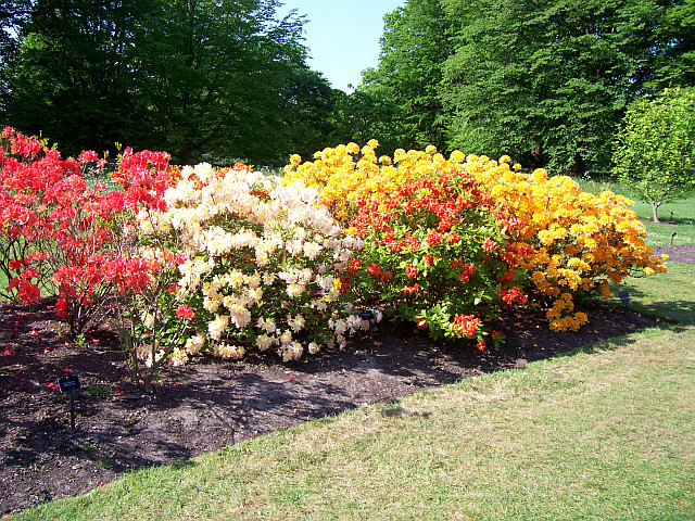 Kew gardens - Flowers (view 3)