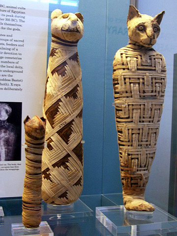 British museum - Mummy of a cat