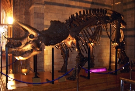 Musée des sciences naturelles - Squelette de dinosaure