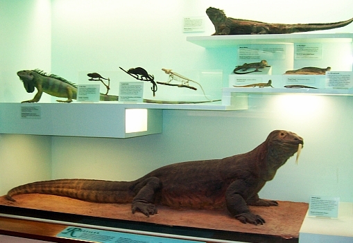 Musée des sciences naturelles - Varan