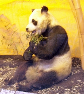 Natural history museum - Panda