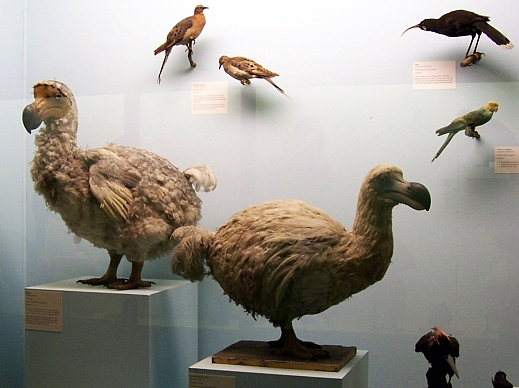 Musée des sciences naturelles - Dodo (espèce disparue depuis le XVIIème siècle)