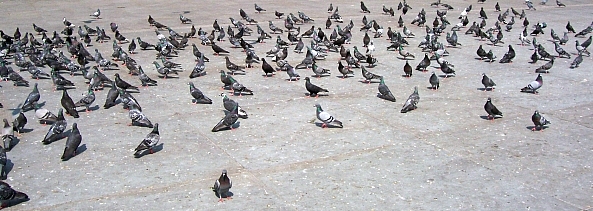 Trafalgar square - Numerous pigeons