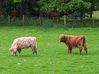 parc-naturel-trossachs-00070-vignette.jpg