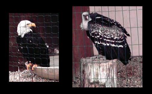 Provins - Pygargue à tête blanche et vautour