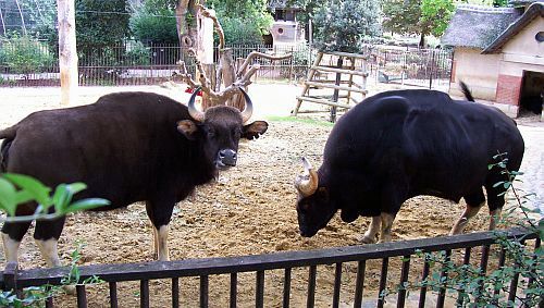 Menagerie of plants garden - Gaurs (indian bisons)