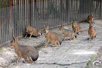 Ménagerie du jardin des plantes - Maras