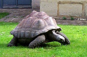 Ménagerie du jardin des plantes - Tortue géante