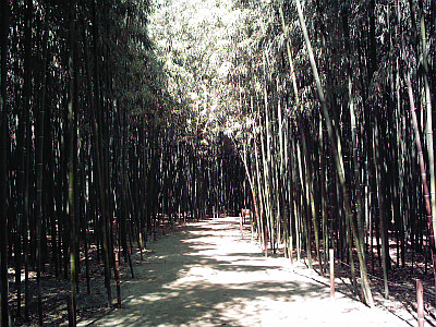 Allée de bambous