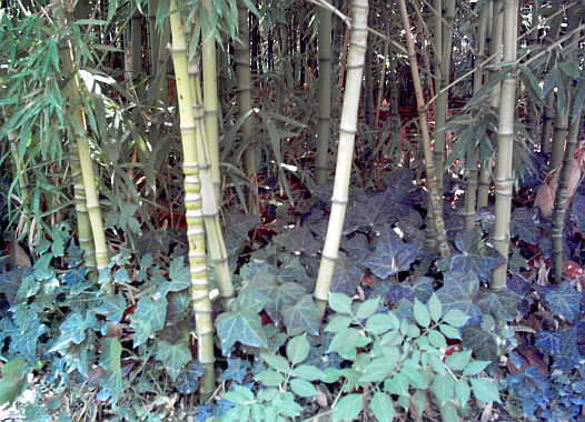 Anneaux des bambous