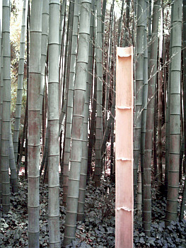 Bambou creux