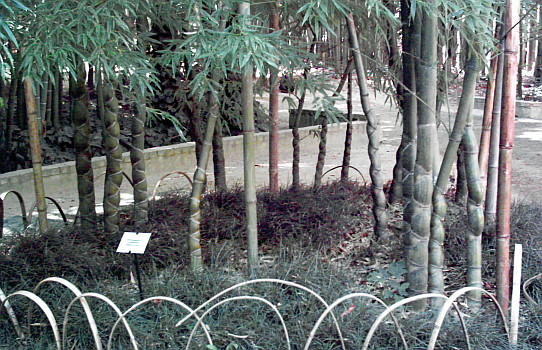 Bambous à tige torsadée