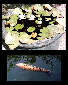 Bambouseraie d'Anduze : Lotus (ou nymphéa) et carpe koï