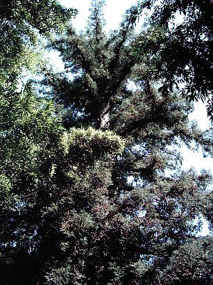 Séquoïa à la bambouseraie d'Anduze