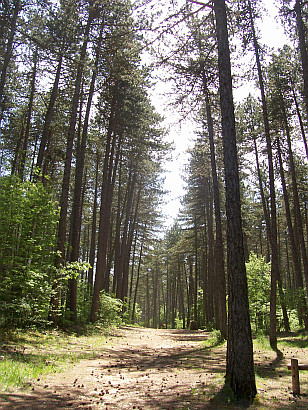 Futaie de pins noirs du mont Mimat