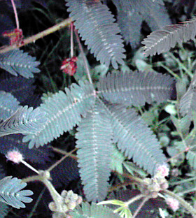 Mimosa pudica : une plante avec feuilles réctractiles