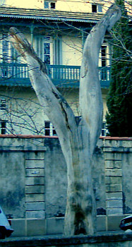 Arbre artistique à Nîmes