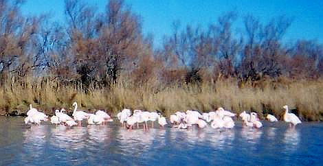 Flamants roses de Camargue