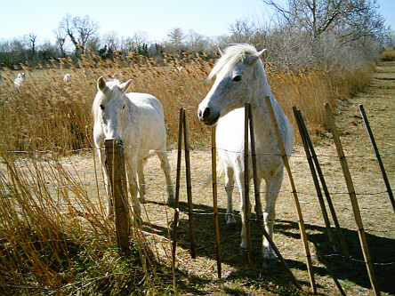 Cheveaux camarguais