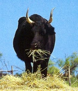 Taureau camarguais