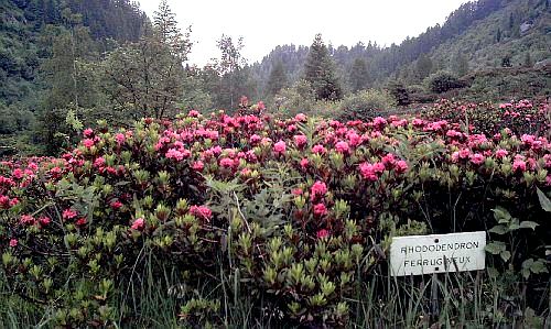 Alps - Ferruginous rhododendrons