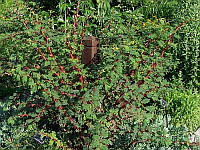 yvoire-00140-vignette.jpg
