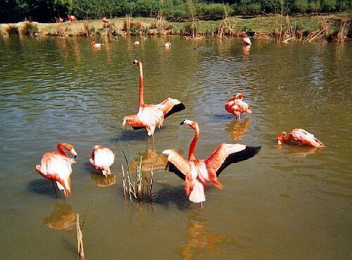 Villars-les-dombes - Red Flamingo