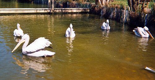Villars-les-dombes - Pelicans