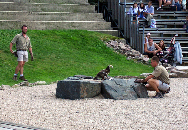 Courzieu park - Show with eagle